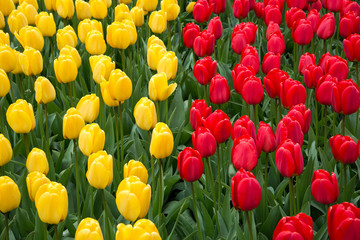 Red and yellow tulips in the garden
