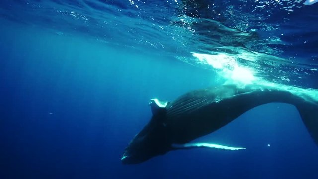 Wild humpback whale dives into depths, POV
