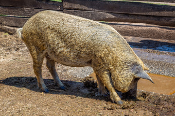 Fototapeta premium Typical and special Hungarian pig specie (Mangalica), that means whose meat contains very little cholesterol