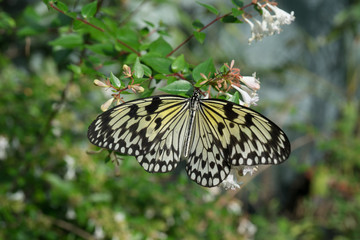butterfly sitting on green branches in the greenhouse