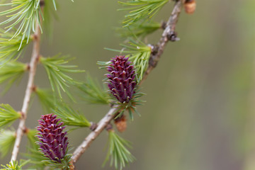 Flowers of a European larch