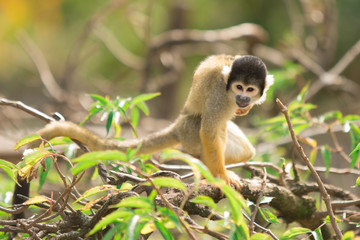 singe