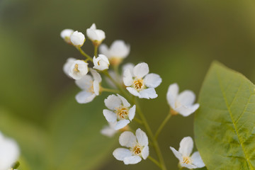 Flowers of a Chamaedaphne calyculata bush