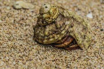 Crab Anomura