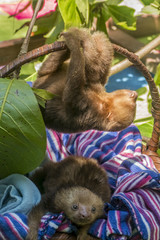 Obraz premium Baby Sloth