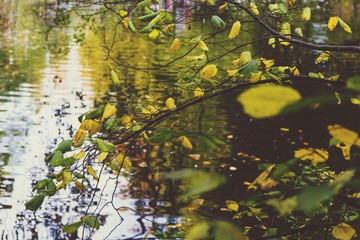 autumn leaves on a branch bending towards a water pond
