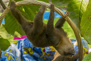 Fototapeta premium Baby Sloth
