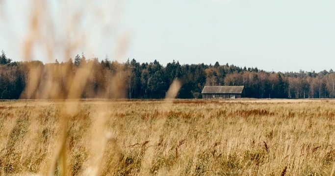 WIDE TILT DOWN old barn standing in a field near the forest, yellow autumn colors. 4K UHD 60 FPS