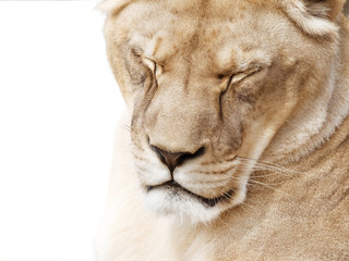Fototapeta premium Sleepy beautiful lioness