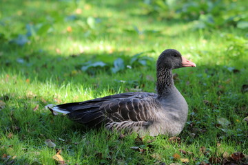 Gans (Anserinae)/ Graugans (Anser anser) auf der Wiese