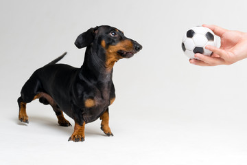 funny portrait of a dog (puppy) breed dachshund black tan, looks at the soccer (football) ball in the hand of his master on gray background