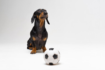 cute portrait of a dog (puppy) breed dachshund black tan,  with soccer (football) ball  on gray background