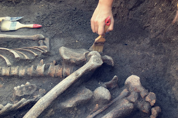Archaeological excavations.  archaeologist with tools conducts research on human burial, skeleton, skull.