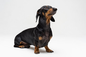 A dog (puppy) of the dachshund breed, black and tan on a gray background