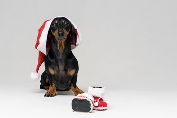Adorable and Funny dog (puppy) dachshund, black and tan, wearing Santa hat ready for Christmas and New Year's shoes celebration against gray background looking at the camera. copy space. 