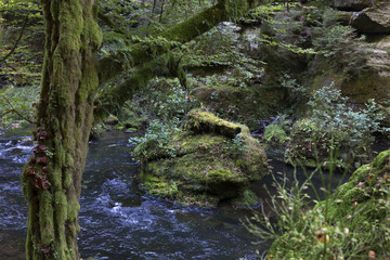 Wild autumn Landscape around the Creek Kamenice in the Czech Switzerland with Sandstone Boulders, Czech Republic