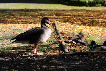 Gans (Anserinae)/ Graugans (Anser anser) im Park