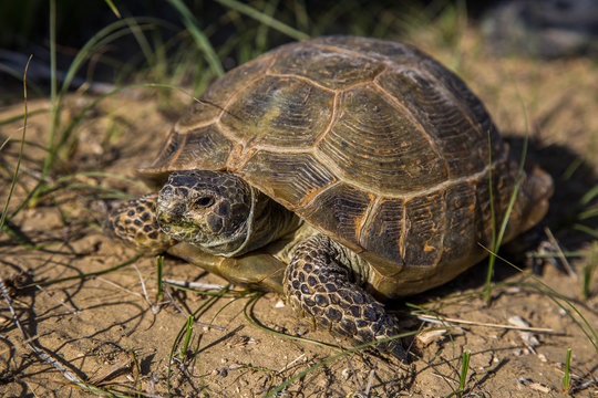 Desert turtle in wildlife, close-up view