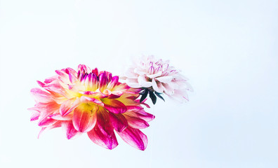 Levitating beautiful flowers under water.