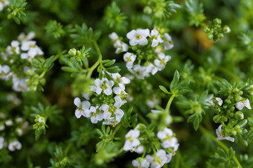The alpine cress Hornungia alpina