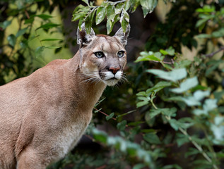 Portrait of Beautiful Puma. Cougar, mountain lion, puma, panther, striking pose, scene in the woods, wildlife America