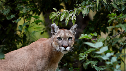 Portrait of Beautiful Puma. Cougar, mountain lion, puma, panther, striking pose, scene in the woods, wildlife America