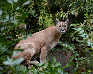 Fototapeta premium Portrait of Beautiful Puma. Cougar, mountain lion, puma, panther, striking pose, scene in the woods, wildlife America