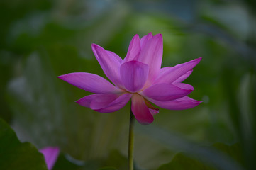 lotus