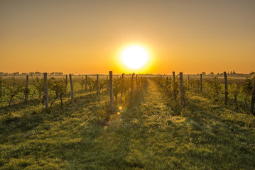 Obraz premium Vineyard Lower Austria