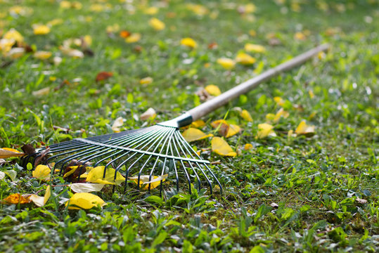 the rake laid in the grass