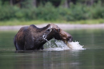 Moose Feeding in Pond in Glacier National Park in Montana 