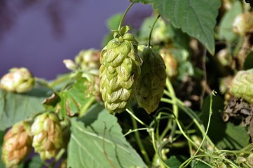 Green fresh hop cones for making beer and bread closeup