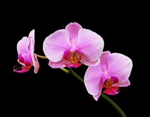 Fototapeta na wymiar Pink phalaenopsis orchid isolated on a black background.