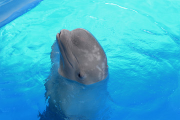 Beluga Whale