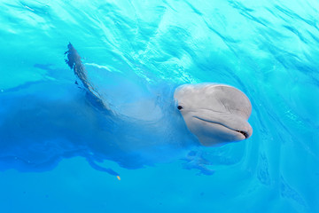 Naklejka premium Beluga Whale