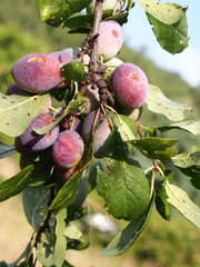 purple plums in tree branches