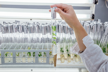 Female hand in white robe with a test tube closed by aluminum foil with in vitro cloned microplant in a nutrient medium on background with stand of test tubes with microplants - obrazy, fototapety, plakaty