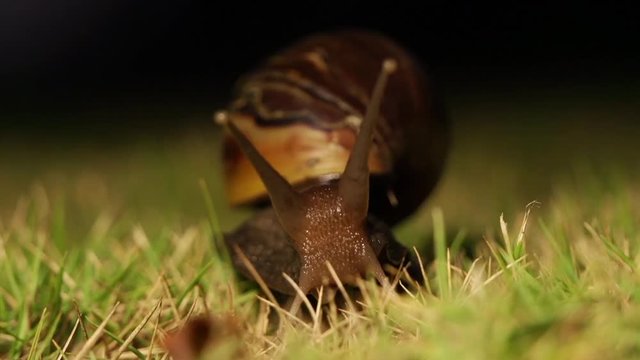 Snail move son grass, close up