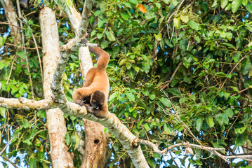 Large red Amazon monkey hanging from a tree limb