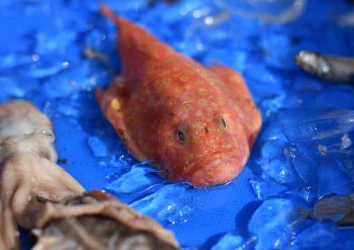 ミドリフサアンコウ　駿河湾で獲れた奇妙な深海魚　静岡県戸田漁港