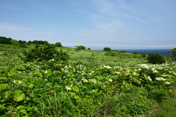 Fototapeta na wymiar 雄大でのどかな天売島　緑映える夏の風景