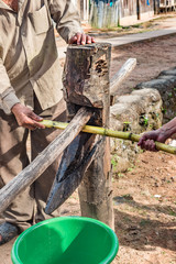 Bamboo press made of tree limbs with bucket for juice