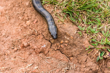 Villiage pet snake moving along the dirt path