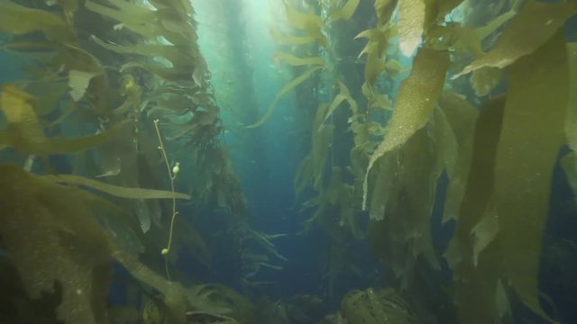 Underwater POV, Swimming Through Giant Kelp Forest