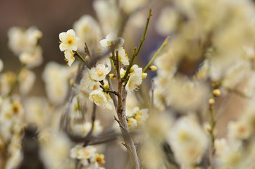 梅の花