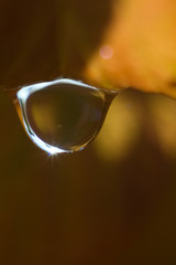 Dew drop on autumn color leaf in the morning.