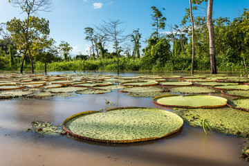 Giant victorian lilly pads in early morning sunshine