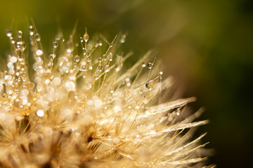 A drop of dew in early light fall.