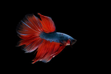 betta fish, siamese fighting fish