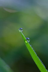 Drop of dew on green leaf grass, romantic green background.